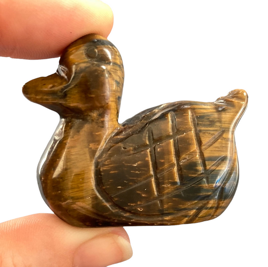 Blue Tiger Eye Duck