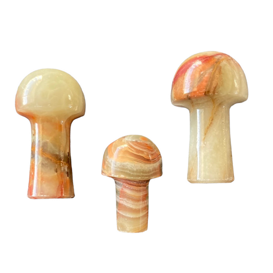 Banded Onyx Mushroom