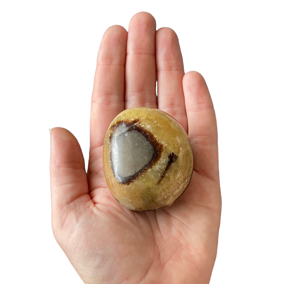 181g Septarian Palm Stone