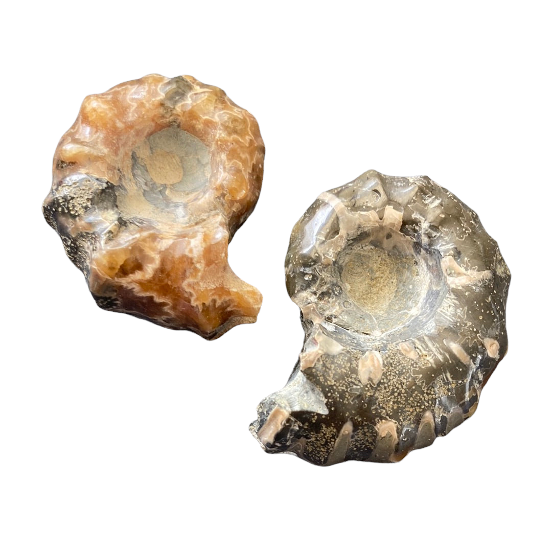 20-30g Whole Ammonite