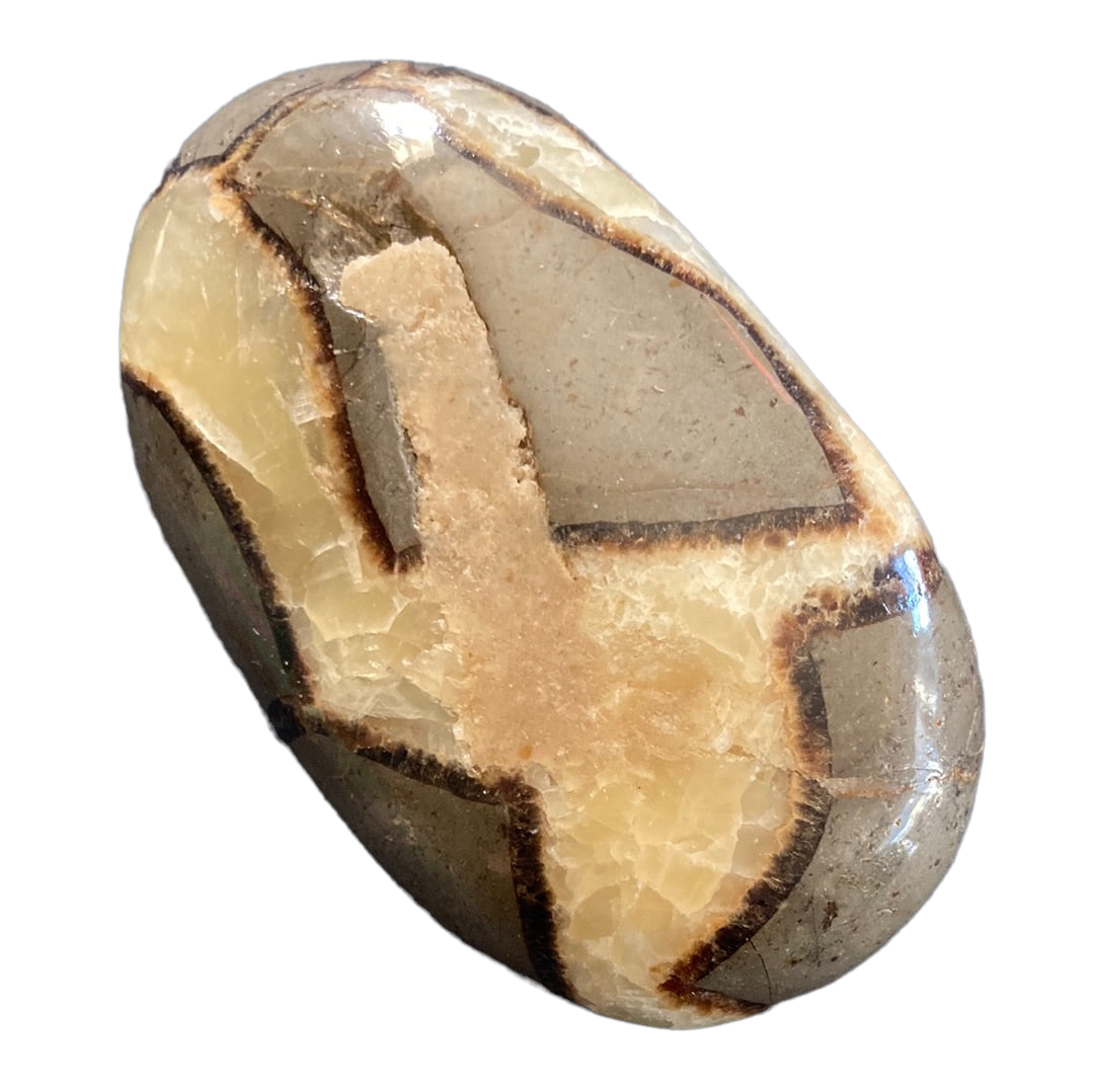 134g Septarian  Palm Stone