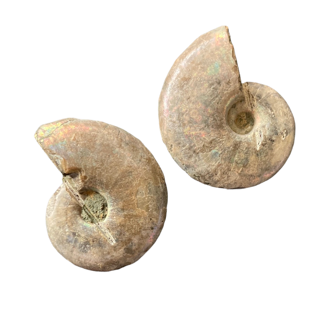 5-10g Ammonite Pair